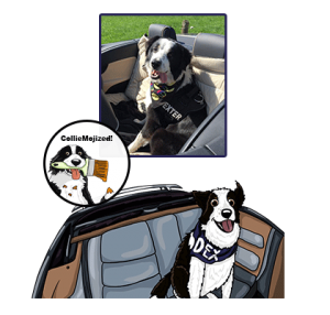 dexter border collie cartoon colliemoji