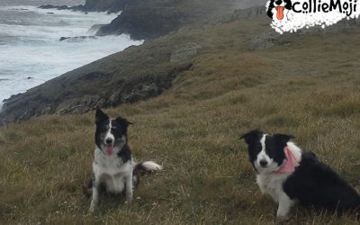 Border Collie Health – How to care