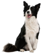 traits collie