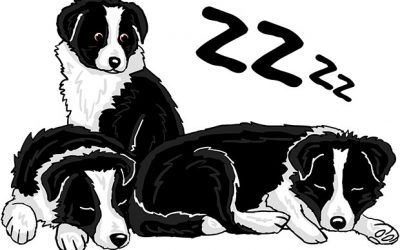 Buy a Border Collie – Guide, tips and suggestions