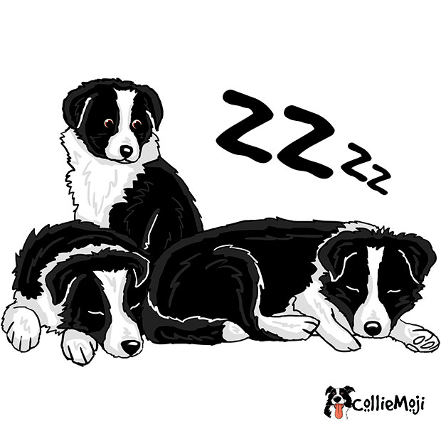 border collie puppy cartoon sticker