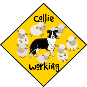border collie working sheep
