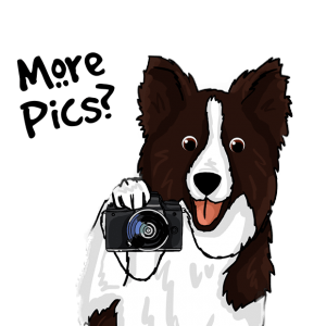 colliemoji photograph border collie