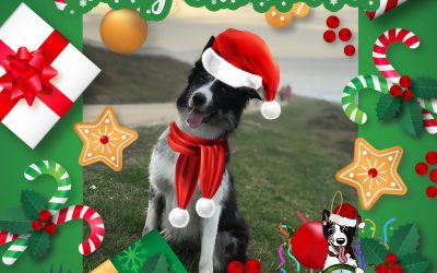 How to make a Christmas Photo with your Border Collie